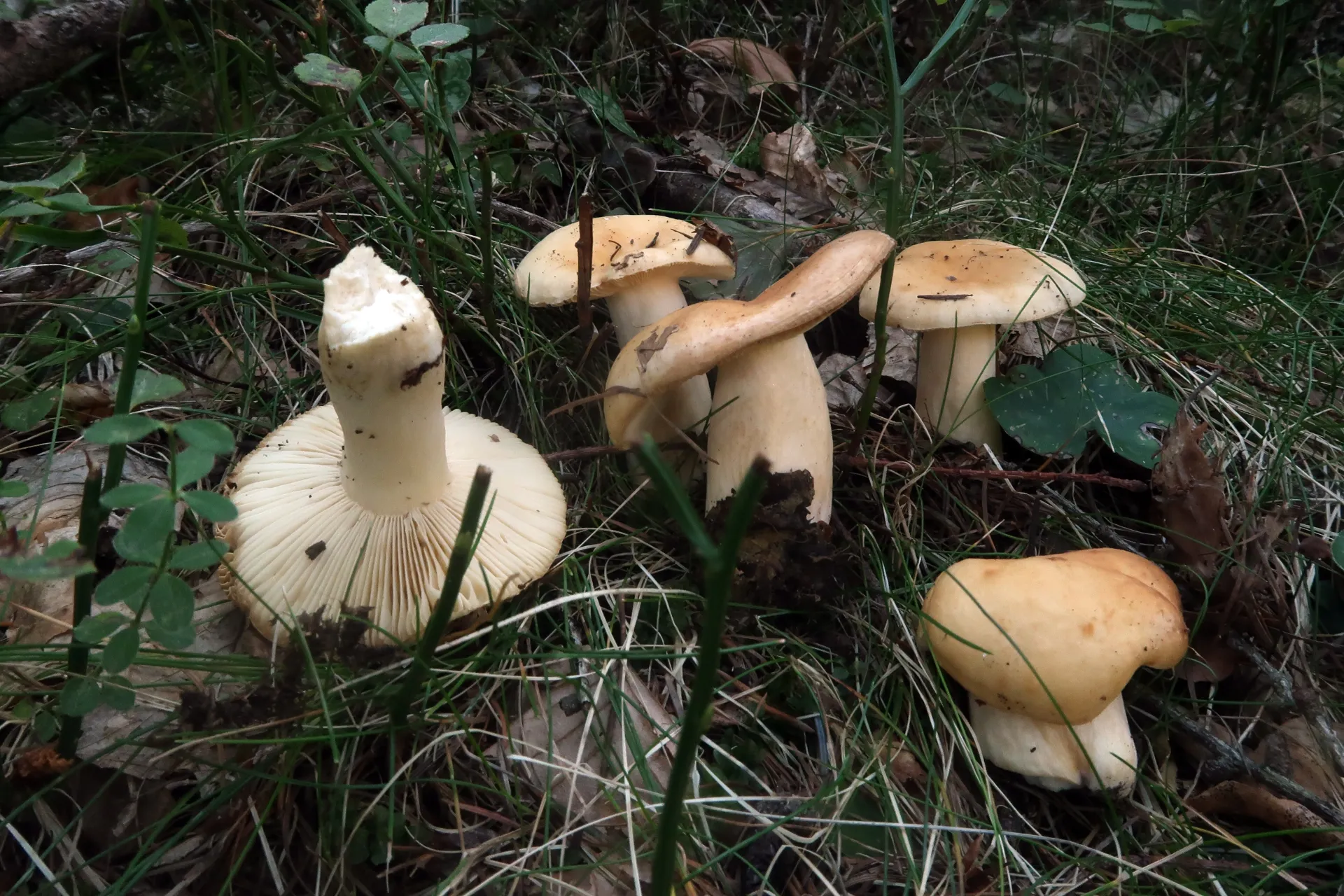 Russula fellea - 1 - IMG_0184